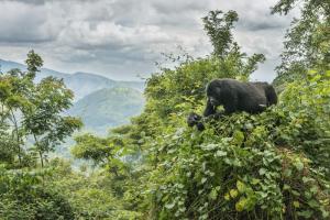 Uganda - In die Welt der Primaten eintauchen
