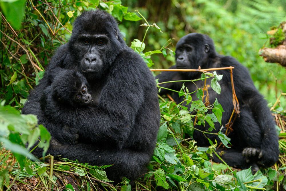 Uganda - Ostafrikas Primaten im Fokus