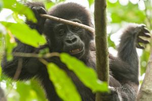 Uganda - Ostafrikas Primaten im Fokus