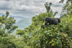 Uganda - Ruanda - Zwischen Safariparadies und Virungabergen Uganda - Ruanda - Zwischen Safariparadies und Virungabergen