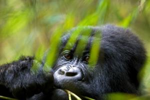 Uganda - Uganda im Fokus – Berggorillas und Schimpansen