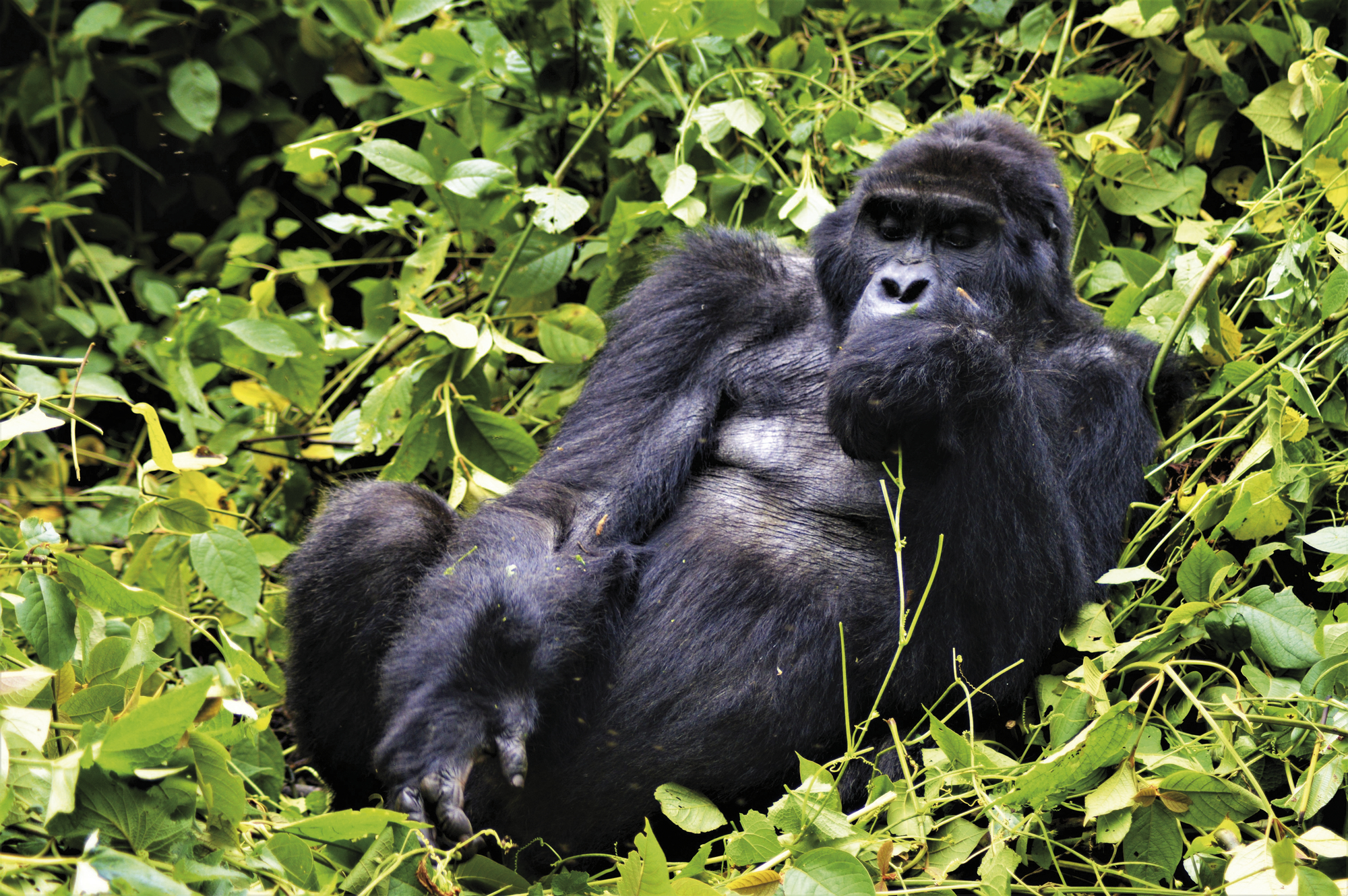 Uganda: Berggorillas & Schimpansen