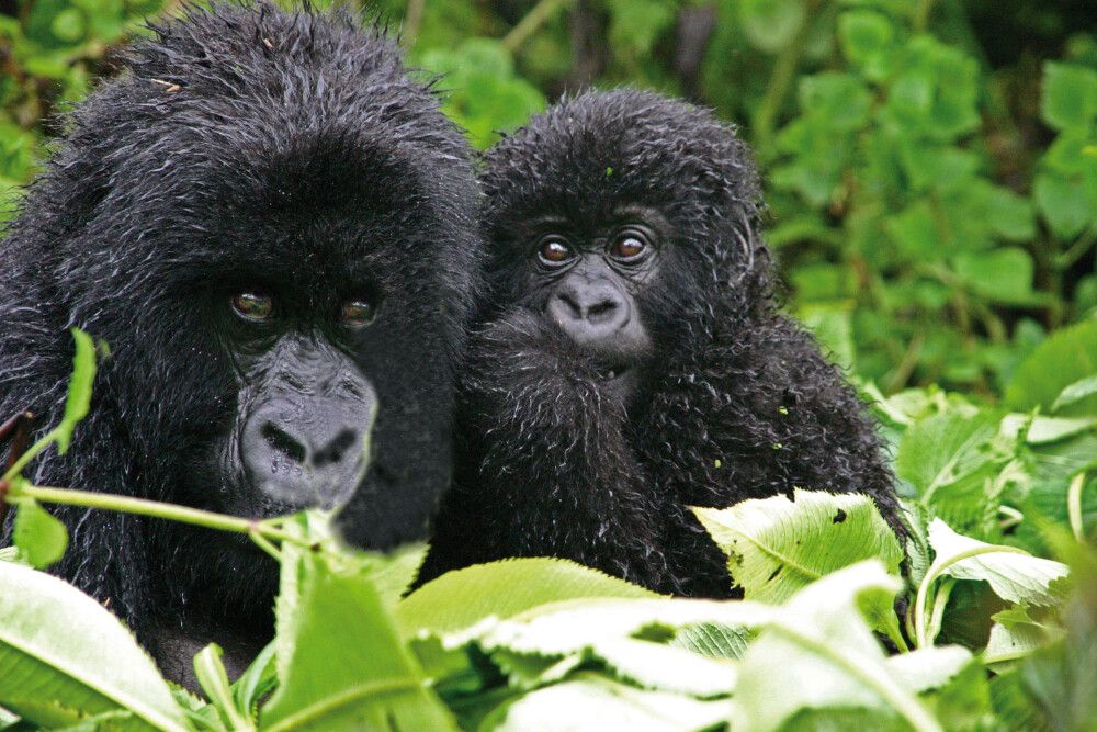 Uganda • Ruanda - Berggorillas und Schimpansen