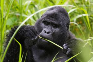 Uganda • Seychellen - Sanfte Riesen und Inselparadies Uganda • Seychellen - Sanfte Riesen und Inselparadies