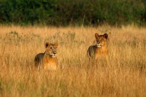 Uganda • Seychellen - Sanfte Riesen und Inselparadies Uganda • Seychellen - Sanfte Riesen und Inselparadies