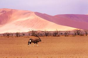 Von den Victoria-Fällen in die Namib-Wüste